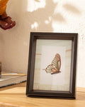 Butterfly Frame Coffee